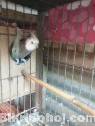 Cocatail birds